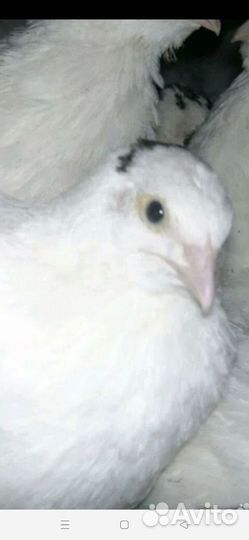 Цыплята перепела Техасский утяжелённый