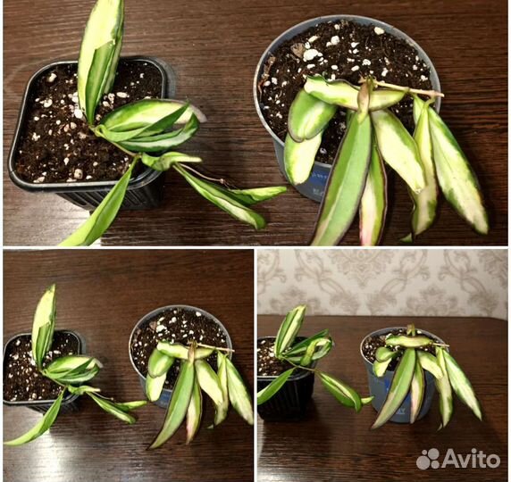 Сортовые хойи