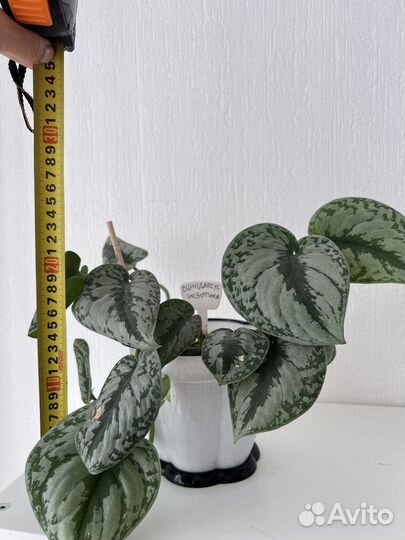 Цветы комнатные