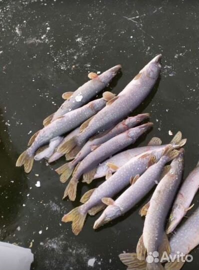 Рыбалка форель, карп, щука