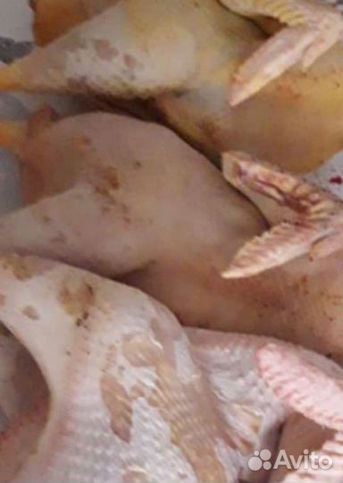 Домашнее мясо кур