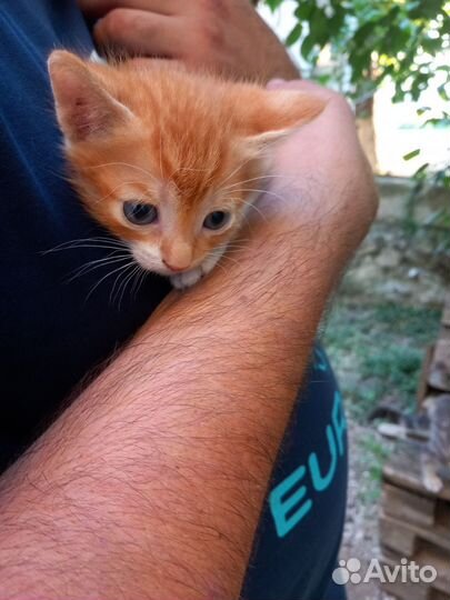 Отдам котят в добрые руки