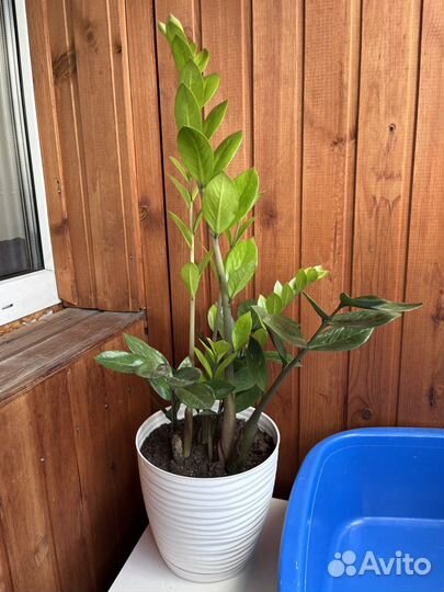 Замиокулькас