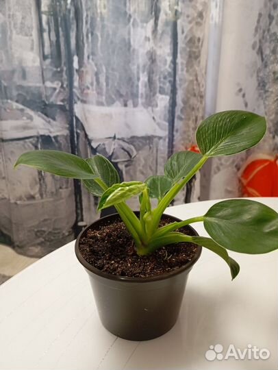 Филодендрон