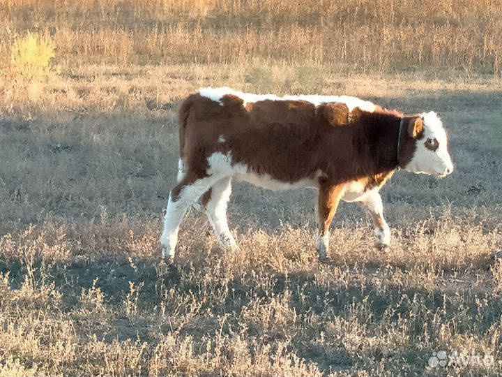 Продажа крс