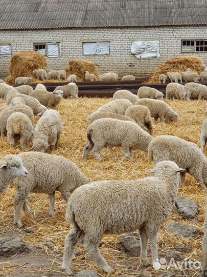 Овцы бараны ягнята