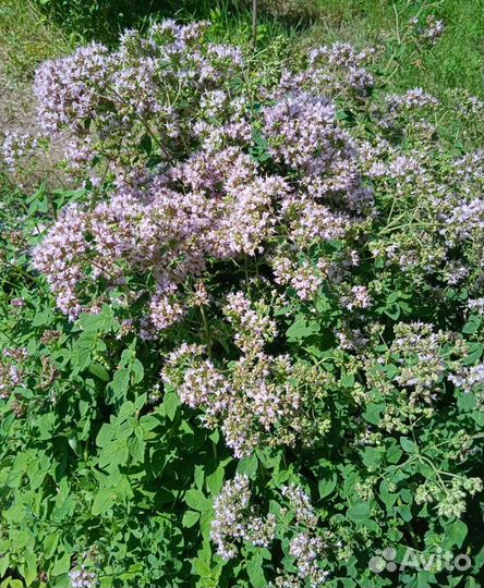 Полезная зелень