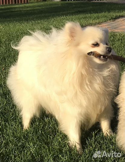 Продам щенка