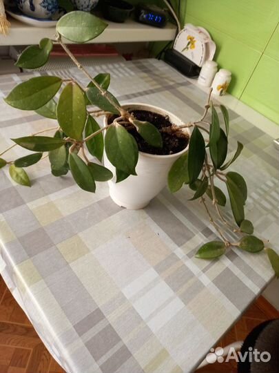 Хойя, Валотта