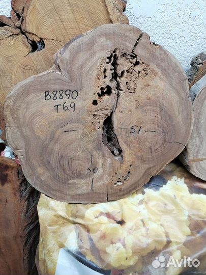 Спилы дерева Карагач