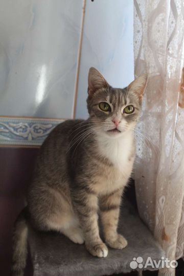 Самая ласковая кошечка