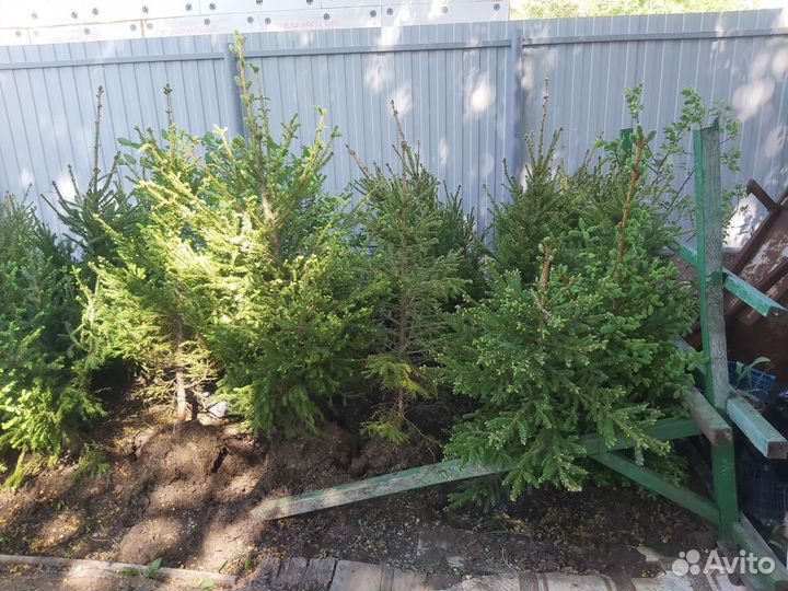 Ель европейская