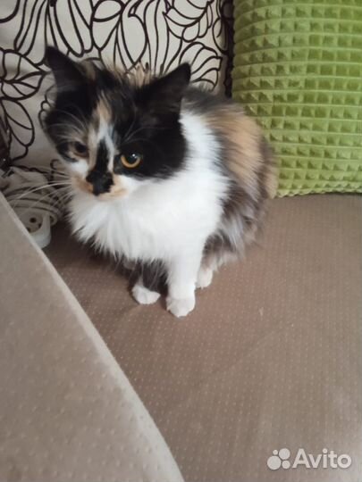 Молодая стерилизованная кошка ищет дом