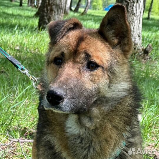 Скуби грустит в приюте