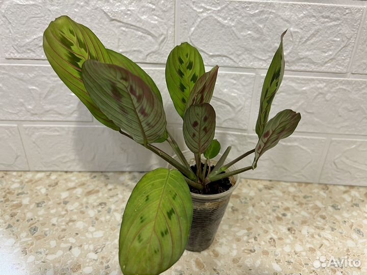 Маранта триколор