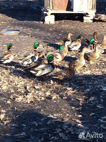 Подсадные утки