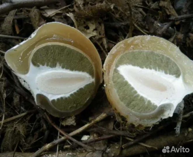 Веселка, гриб