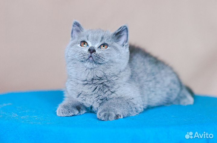 Породистая британская кошечка Ави 1,5 мес