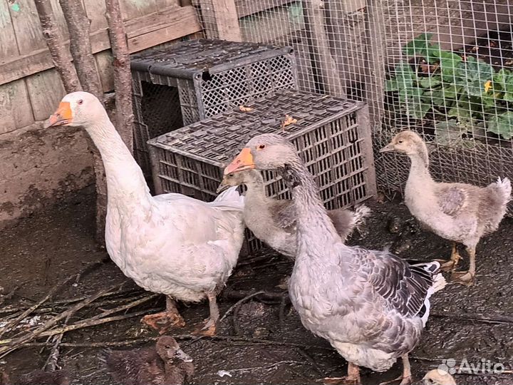 Домашняя птица