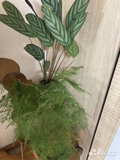 Аспарагус и ктената