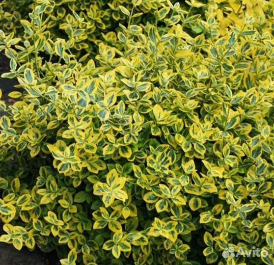 Бересклет форчуна