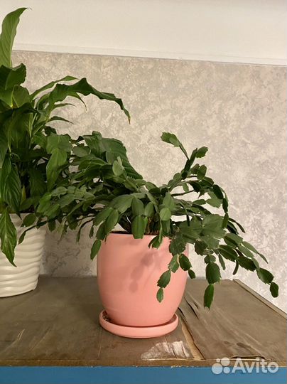 Декабрист большой