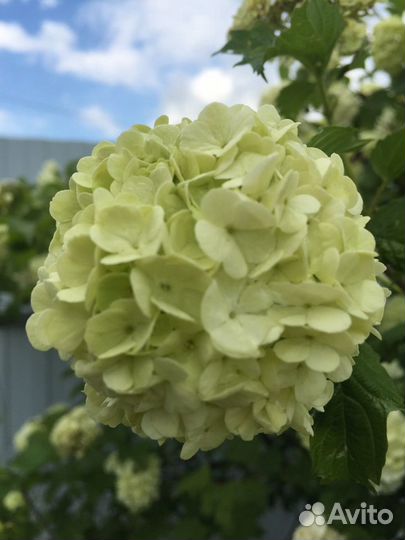 Калина бульденеж