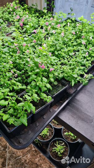 Рассада Бакопа
