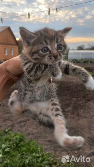 Котики в дар