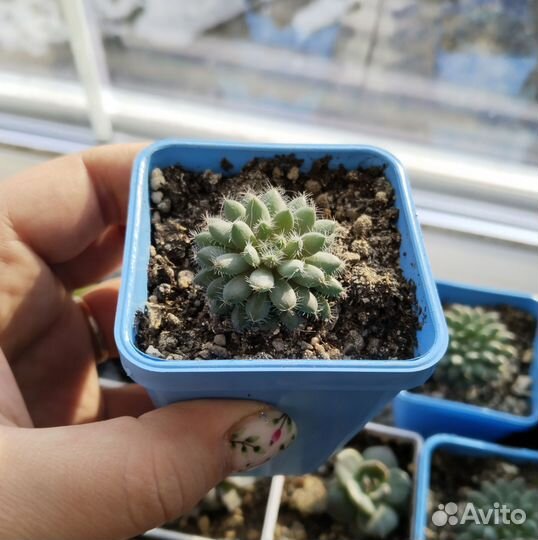 Суккулент Эхеверия щетинистая