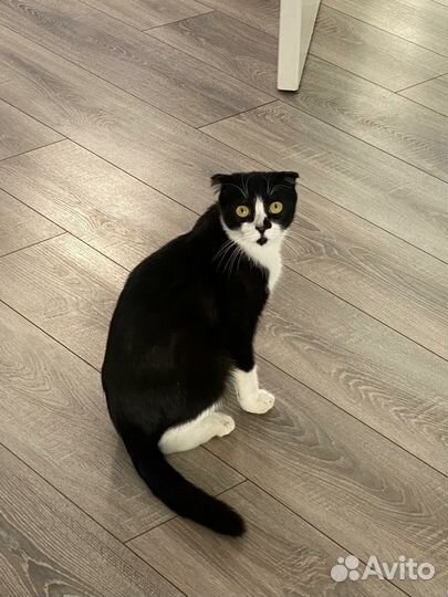 Вислоухий котик