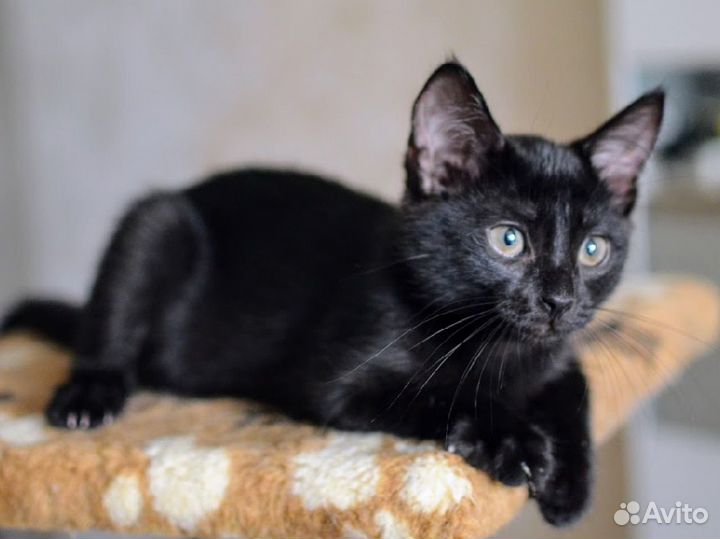 Черный котенок в добрые руки