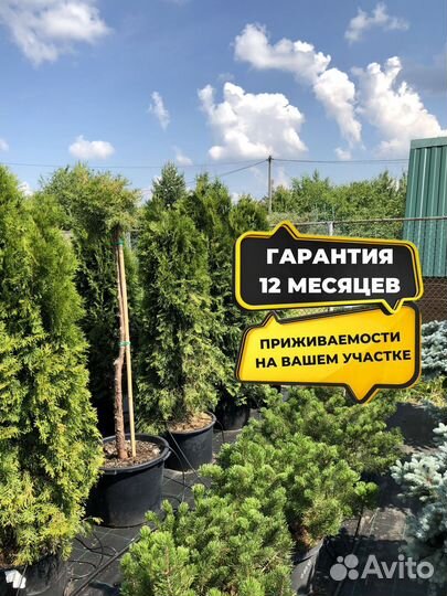 Туя западная 1-1,2 м