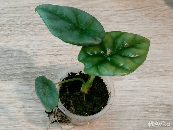 Алоказии, каладиумы, колокасия