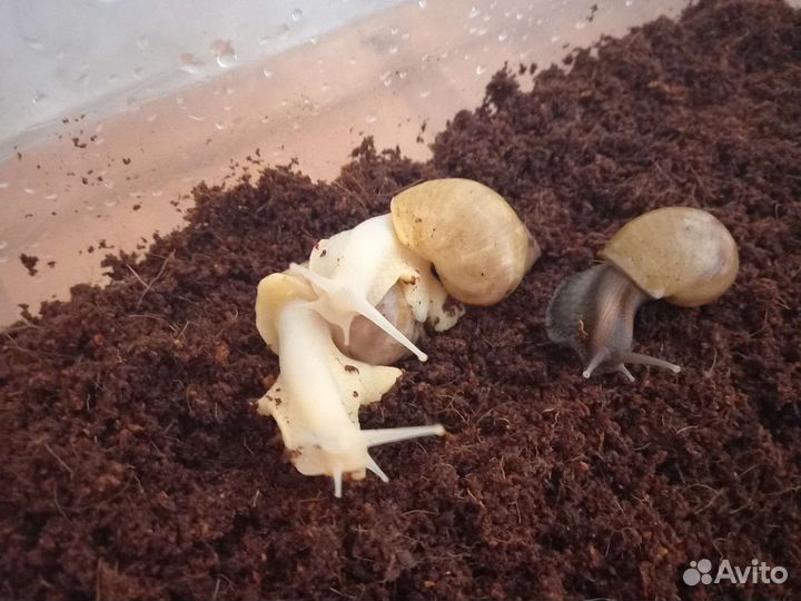 Улитки ахатины