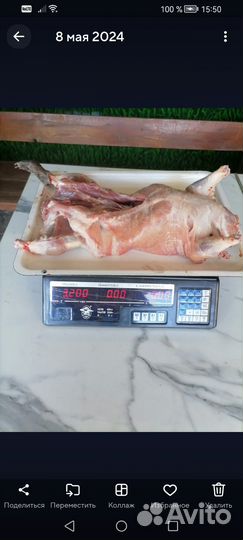 Продаётся мясо нутрий