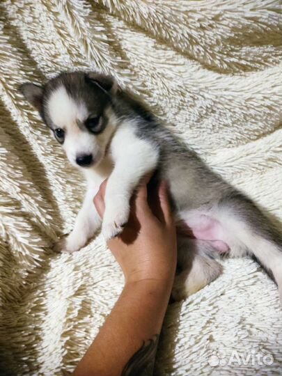 Щенки сибирской хаски