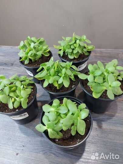 Крассула Мани Мейкер, вариегатная