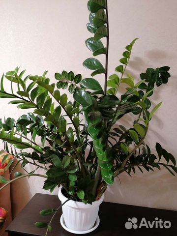 Доллоровое дерево