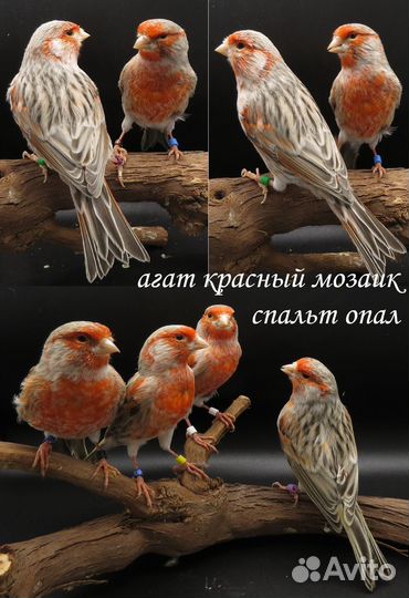 Канарейки