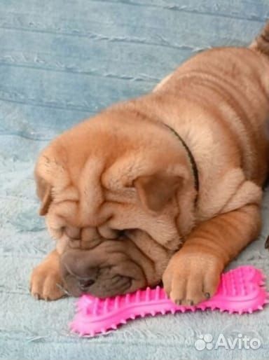 Собаки щенки шарпей