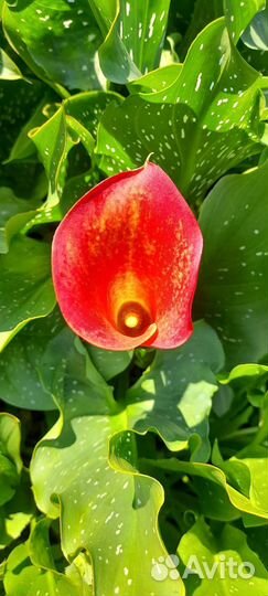 Клубни Каллы