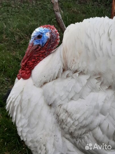 Инкубационное яйцо индейки и кур