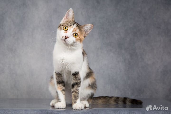 Трехцветная ласковая кошка Сильвия