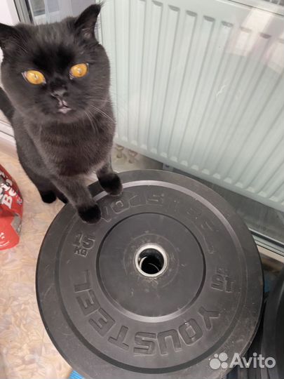 Бамперные диски, каучуковые диски