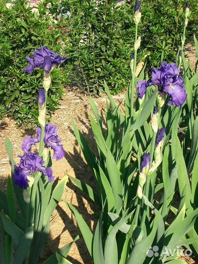 Многолетние садовые цветы