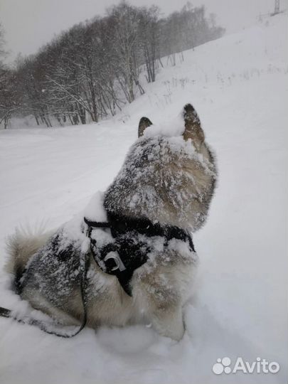 Аляскинский маламут