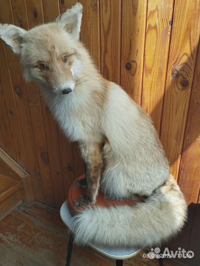 Чучела животных