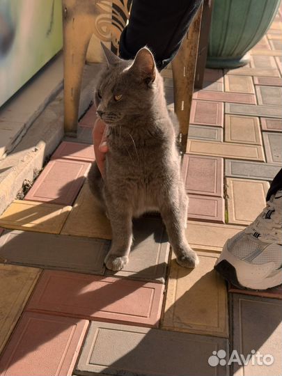 Кот шотландец