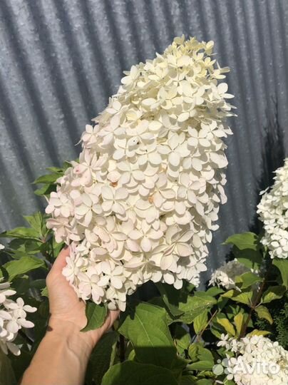 Гортензии метельчатые